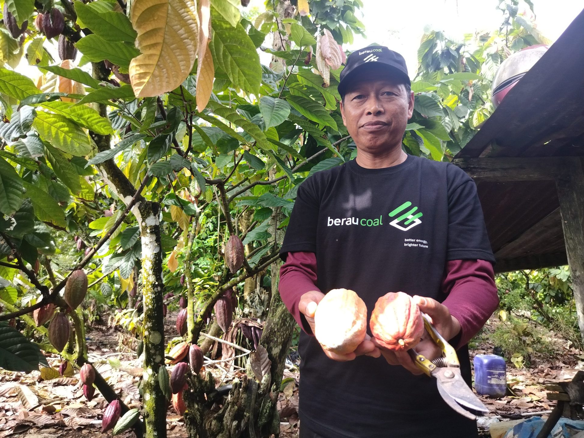 Intip Pengolahan Bahan Baku Coklat Kelas Dunia Di Tanah Berau Dunia